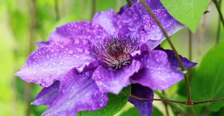 Do These Things Before July If You Want Your Pennsylvania Clematis To Explode With Blooms