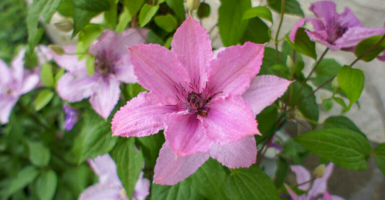 Do These Things Before July If You Want Your Texas Clematis To Explode With Blooms
