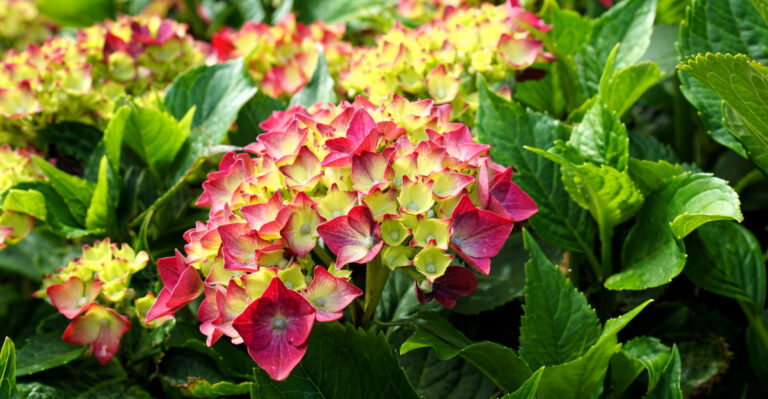 bigleaf hydrangea closeup