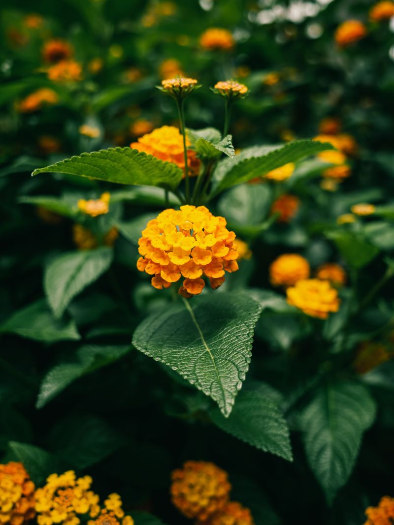 Do These Things Right After You Prune