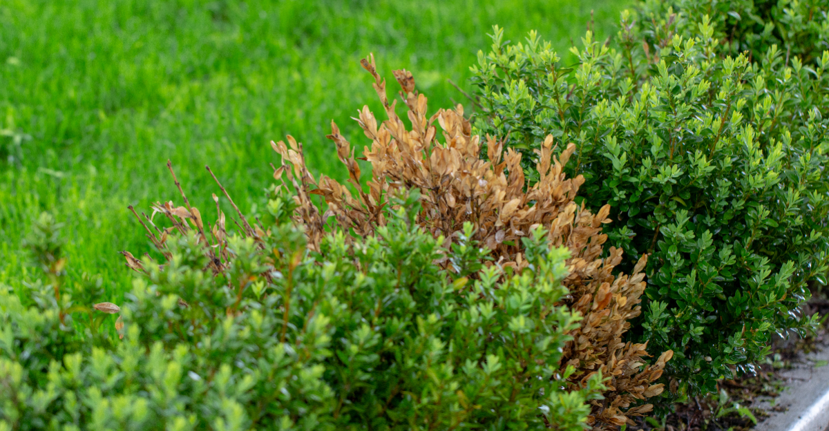yellow boxwood
