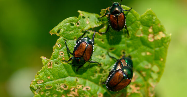 japanese beetle
