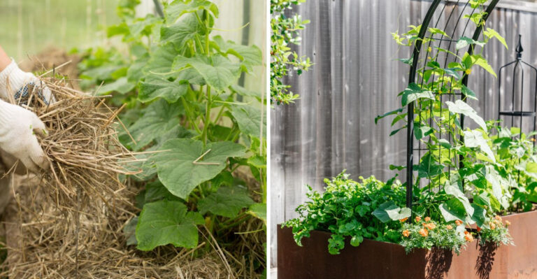 Do These Things The Moment Your Pennsylvania Cucumbers Start Flowering