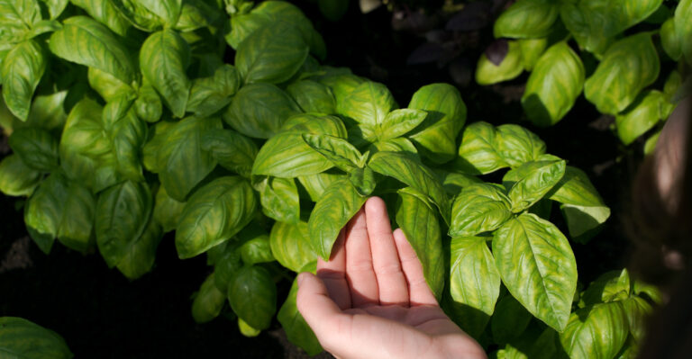 basil