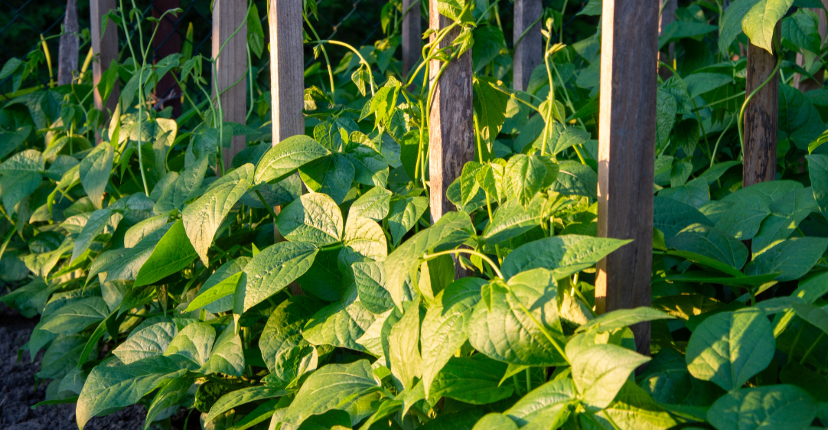 green beans