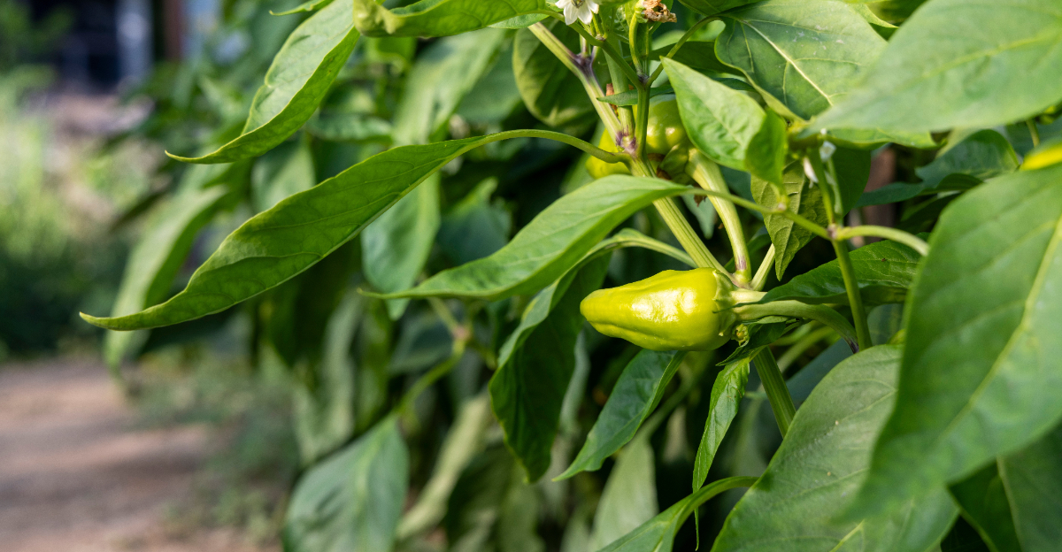 pepper plant