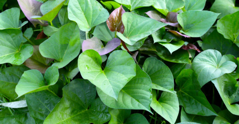 Do These Things To Your North Carolina Sweet Potato Vines In June Before They Take Over The Bed