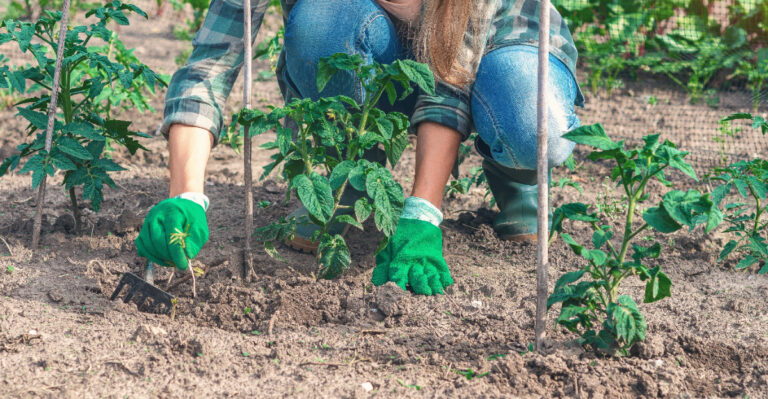 gardening tomatoes