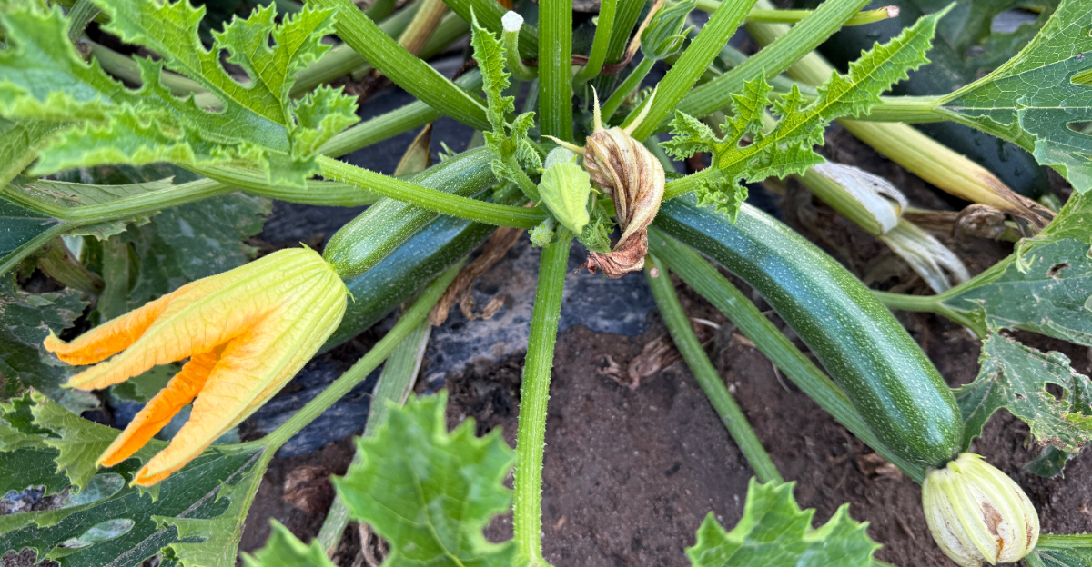 zucchini flowering