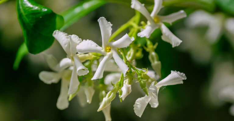 Do This To Confederate Jasmine In Georgia For Better Blooms Next Spring