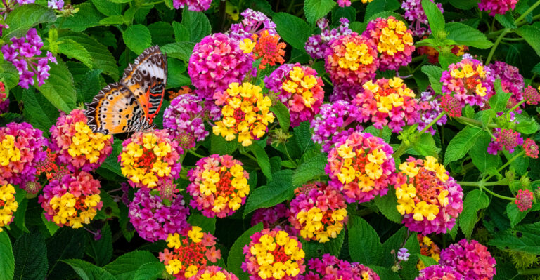 Do This To Lantana In June For Nonstop Summer Color In California