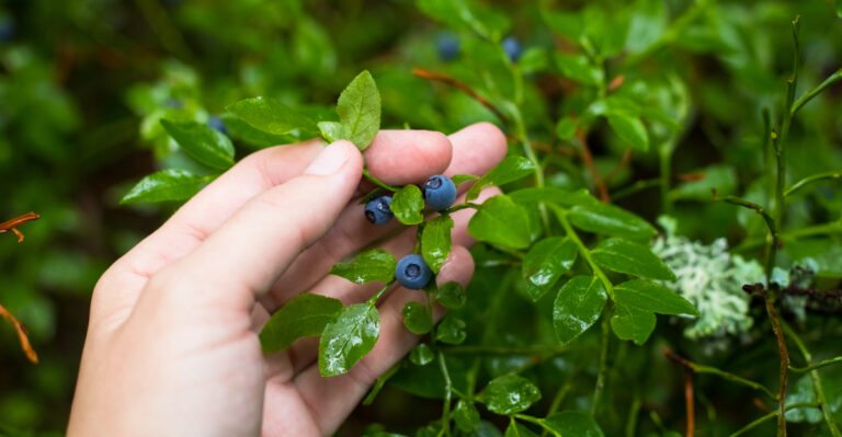 blueberries