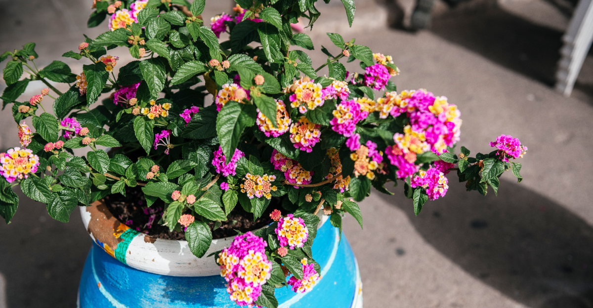 lantana