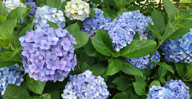 Do This To Oregon Hydrangeas Before July And They Will Reward You With More Blooms Next Year