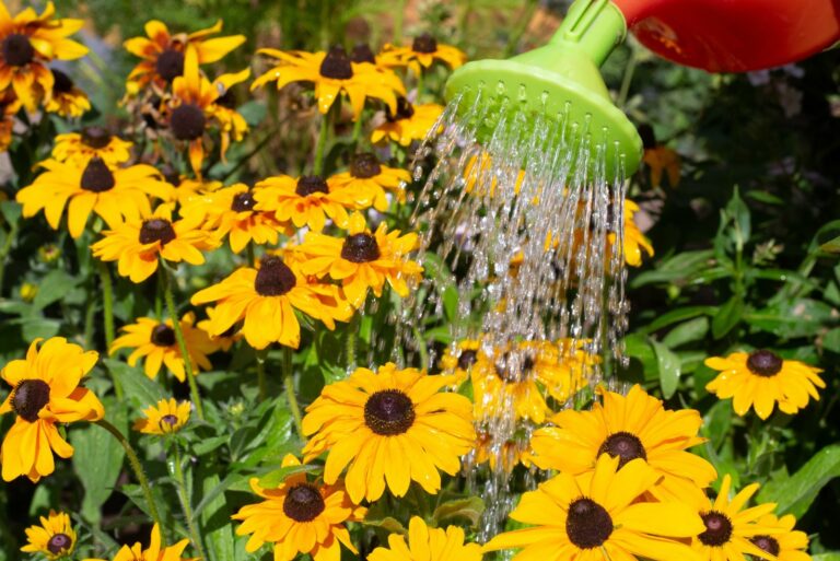 watering black eyed susans
