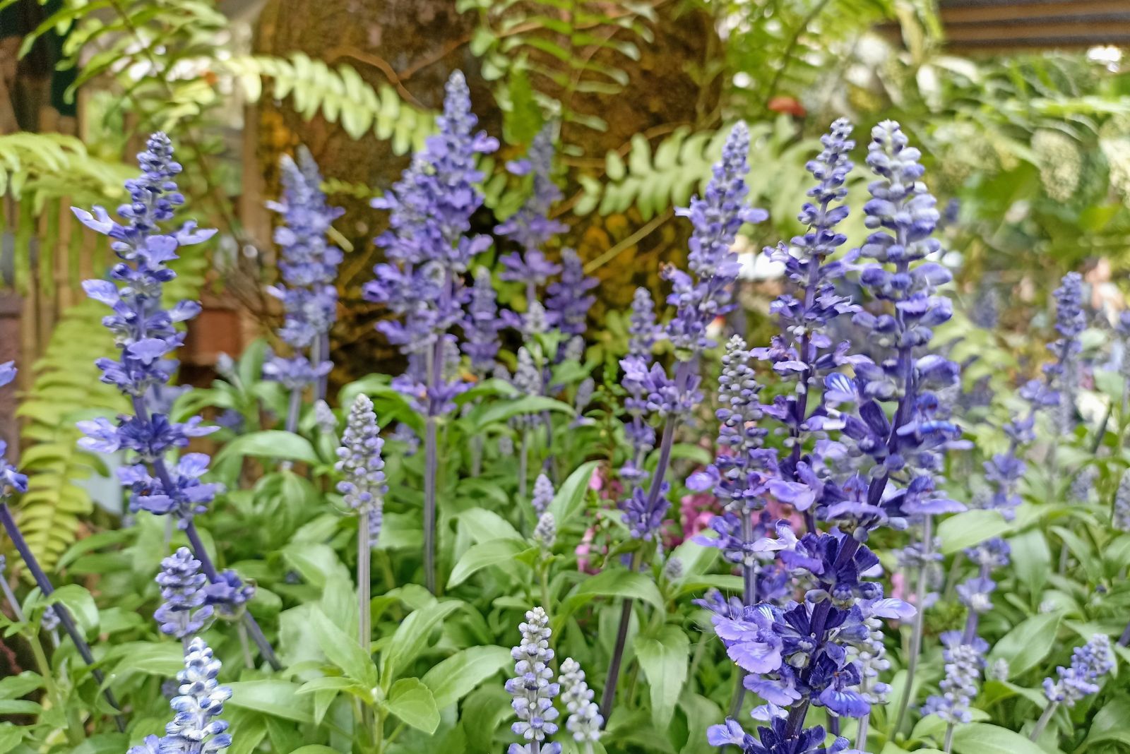 mealy blue sage