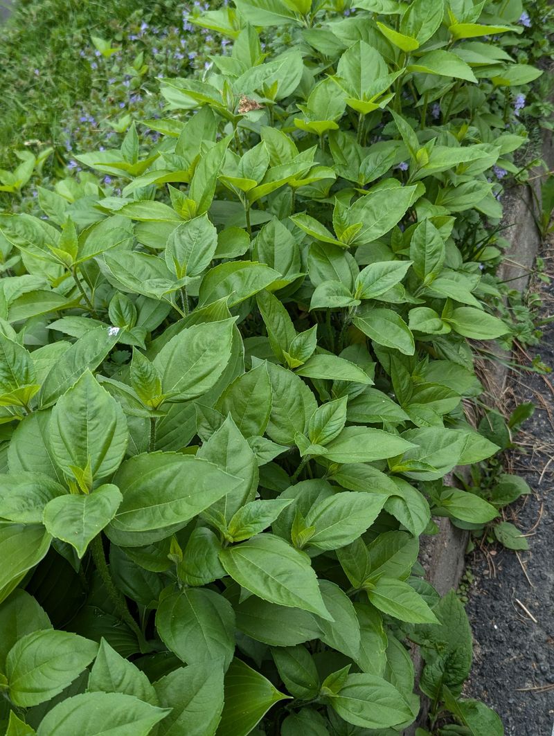 Document How Far The Plant Has Spread Document How Far The Plant Has Spread