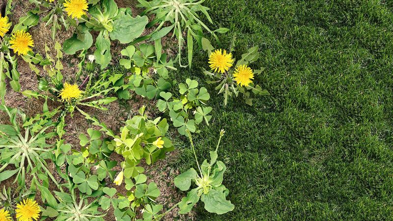 Document The Weeds Before You File A Complaint