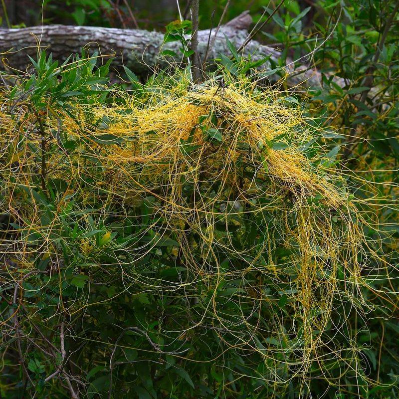 Dodder