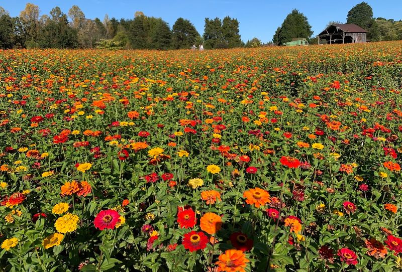 Dogwood Farms Belews Creek
