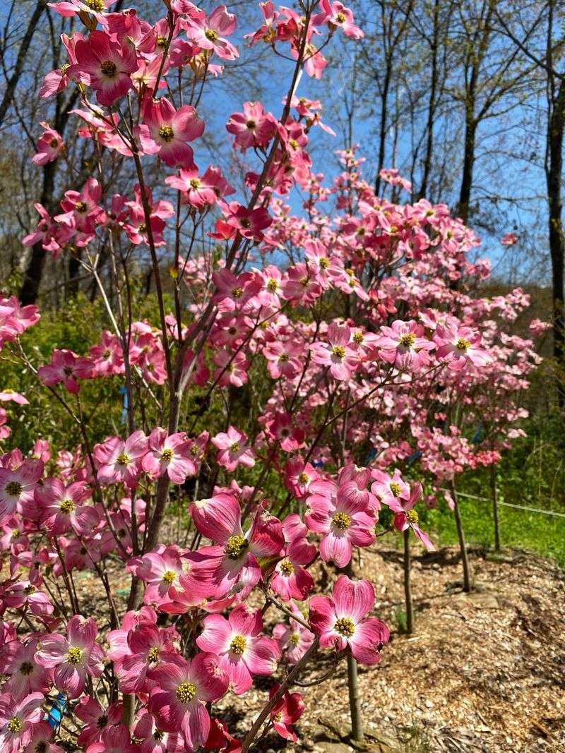 Dogwood 