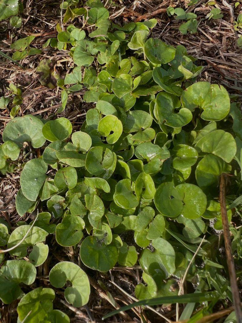 Dollarweed Rounds Out Wet Spots Like A Pretty Leafy Filler