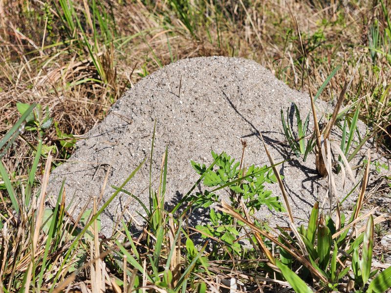 Dome-Shaped Mounds Appearing Overnight