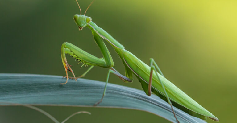 Don’t Chase It Away, Here’s What A Praying Mantis Means For Your Illinois Garden