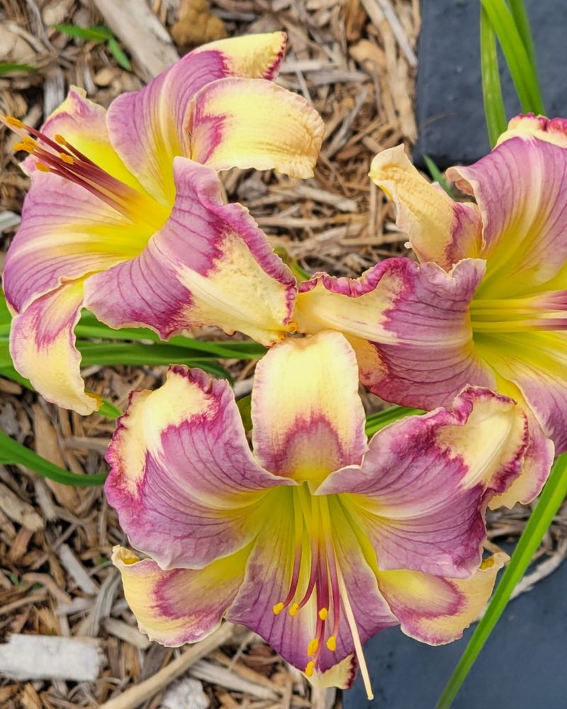 Don't Confuse Daylilies With True Lilies Don't Confuse Daylilies With True Lilies