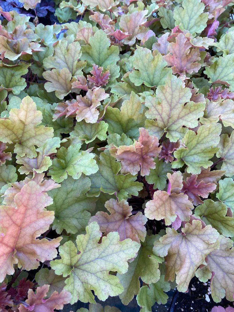 Don't Divide Coral Bells Don't Divide Coral Bells