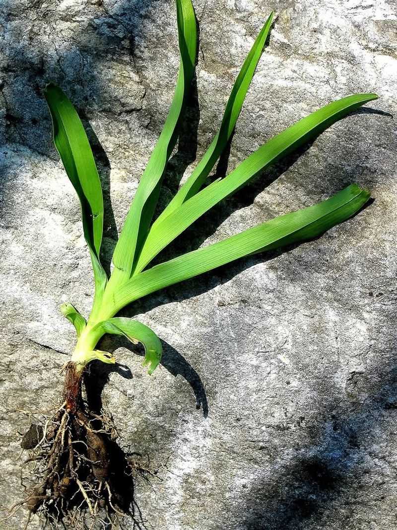 Don't Eat Roots, Tubers, Or Other Non-Flower Parts Don't Eat Roots, Tubers, Or Other Non-Flower Parts