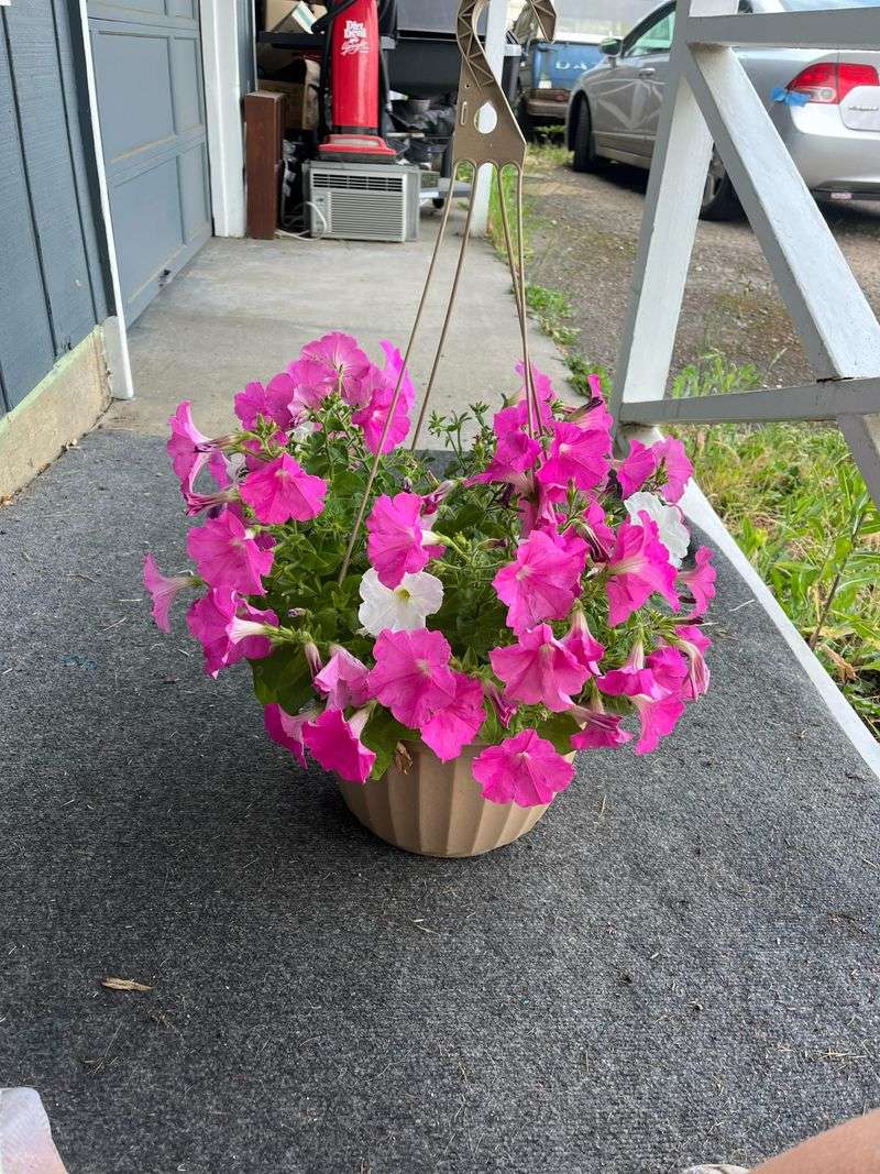 Don't Let Hanging Baskets Dry Out Completely
