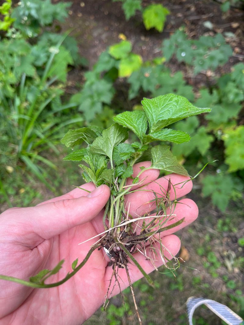 Don't Let Nearby Weeds Go To Seed Don't Let Nearby Weeds Go To Seed