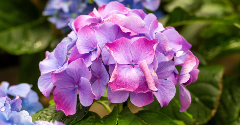 Don’t Let These 8 Summer Hydrangea Problems Go Untreated