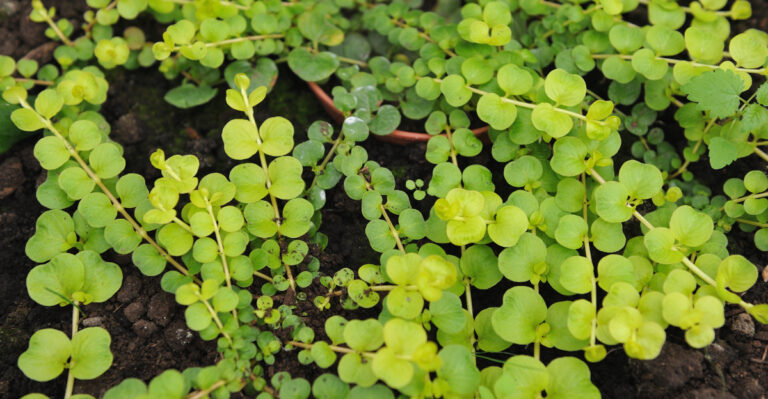 Don’t Let These Invasive Groundcovers Spread Through Your Oregon Garden This Year