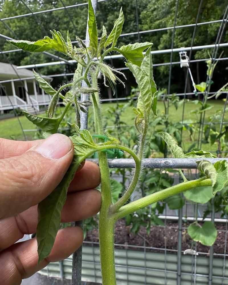 Don't Overdo Nitrogen Or You'll Get Leaves Instead Of Tomatoes