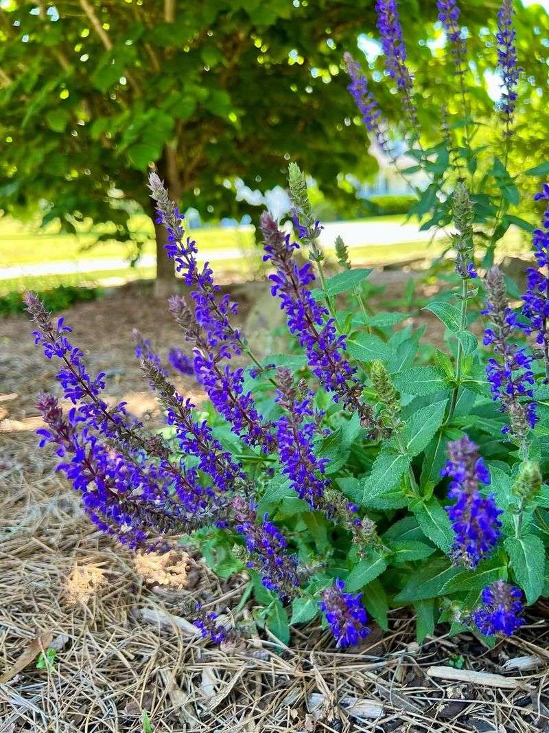 Don't Overwater Once Salvia Is Established Don't Overwater Once Salvia Is Established