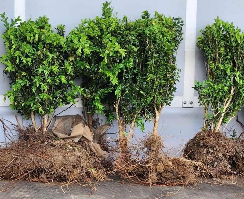 Don't Plant Too Close To Sidewalks, Driveways, Or Fences