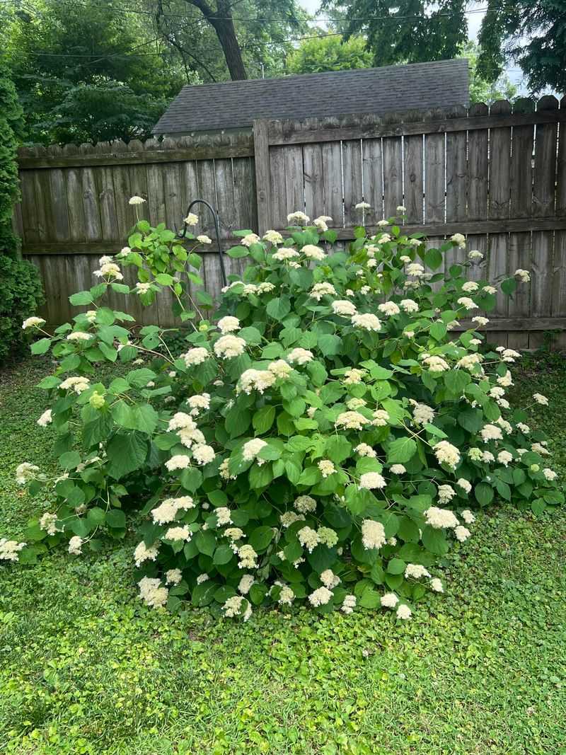 Don't Shear The Whole Shrub Flat Don't Shear The Whole Shrub Flat
