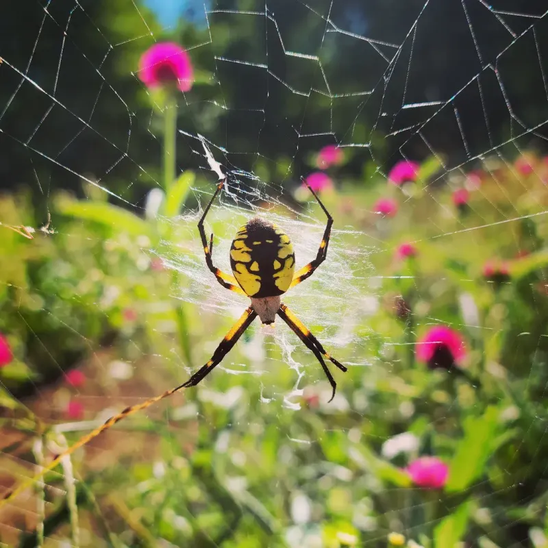 Don't Spray The Web If You Want Free Pest Control