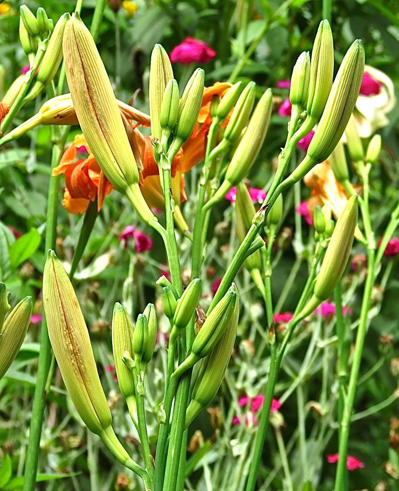 Don't Use Pesticide- Or Herbicide-Treated Flowers Don't Use Pesticide- Or Herbicide-Treated Flowers