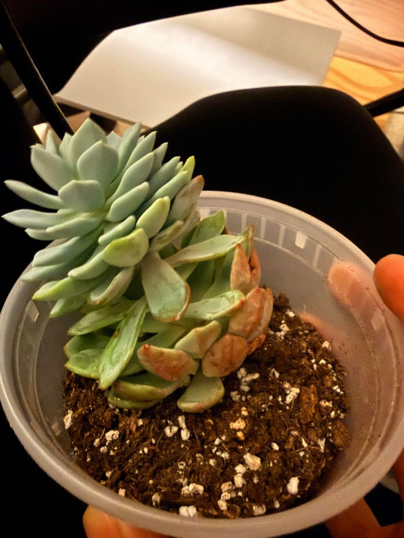 Dormant Succulents Need Less Water In Summer