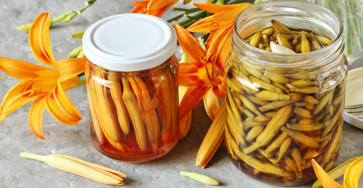 edible daylily