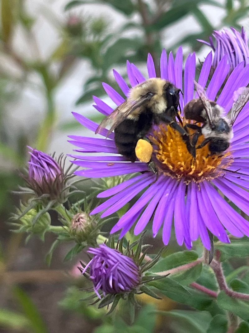 Douglas Aster Starts Building Toward Late-Season Blooms