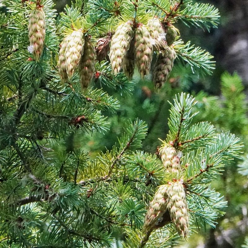 Douglas Fir Matters In Oregon Monitoring