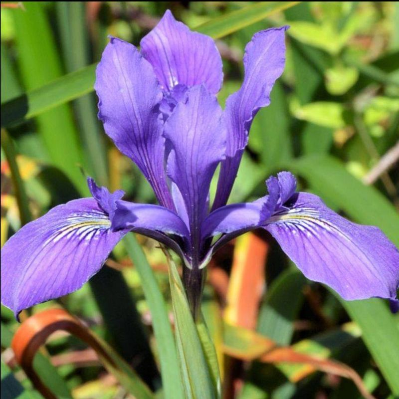 Douglas Iris Adds Green Clumps Without Heavy Fuel