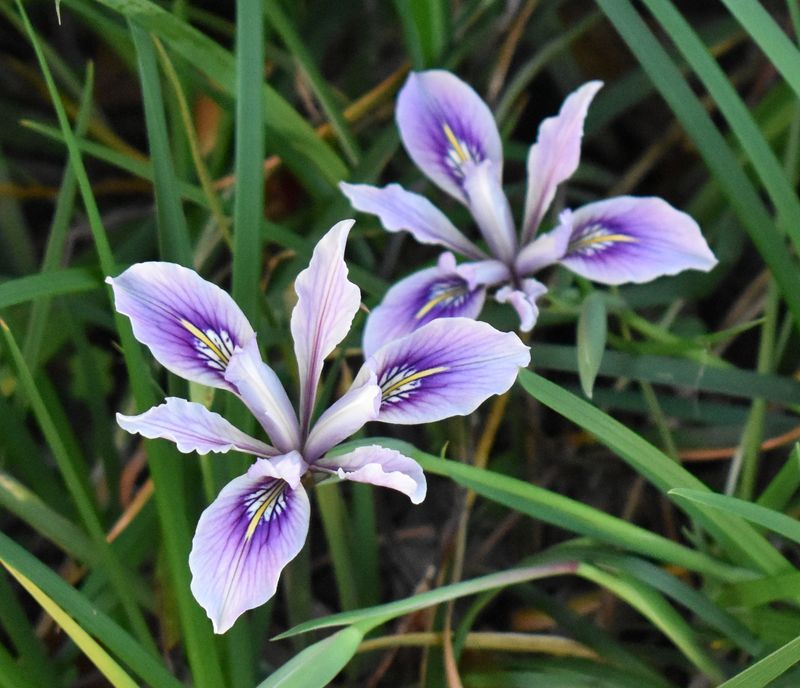 Douglas Iris Gives Dry Shade A Clean Green Look