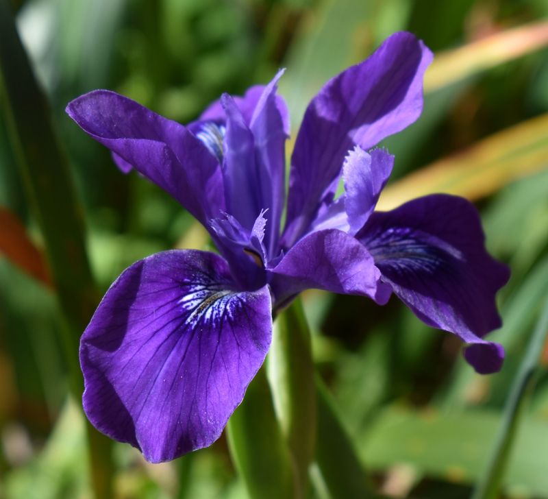Douglas Iris Needs Summer Dryness Douglas Iris Needs Summer Dryness