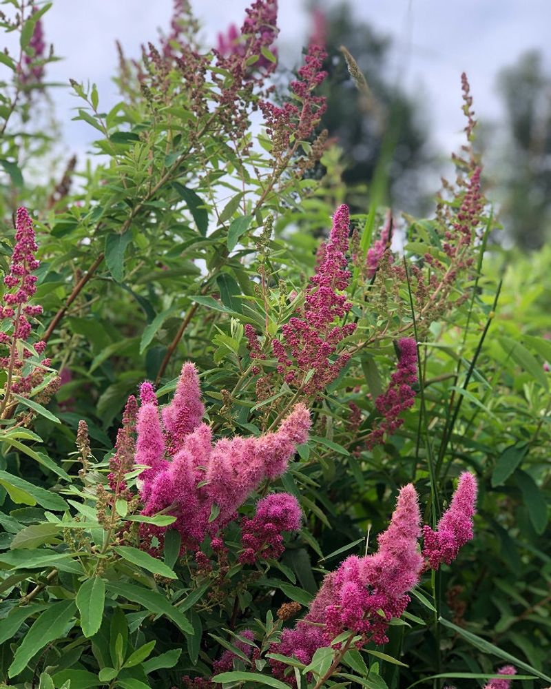 Douglas Spirea Thickens Wet Borders Fast Douglas Spirea Thickens Wet Borders Fast