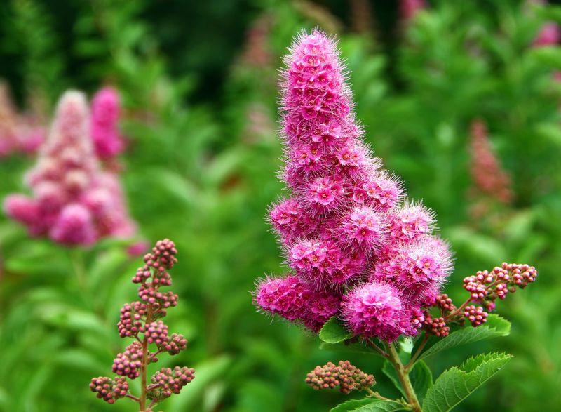 Douglas Spirea Thickens Wet Garden Edges